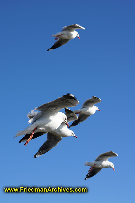 flying,blue,sky,birds,flying,flock,